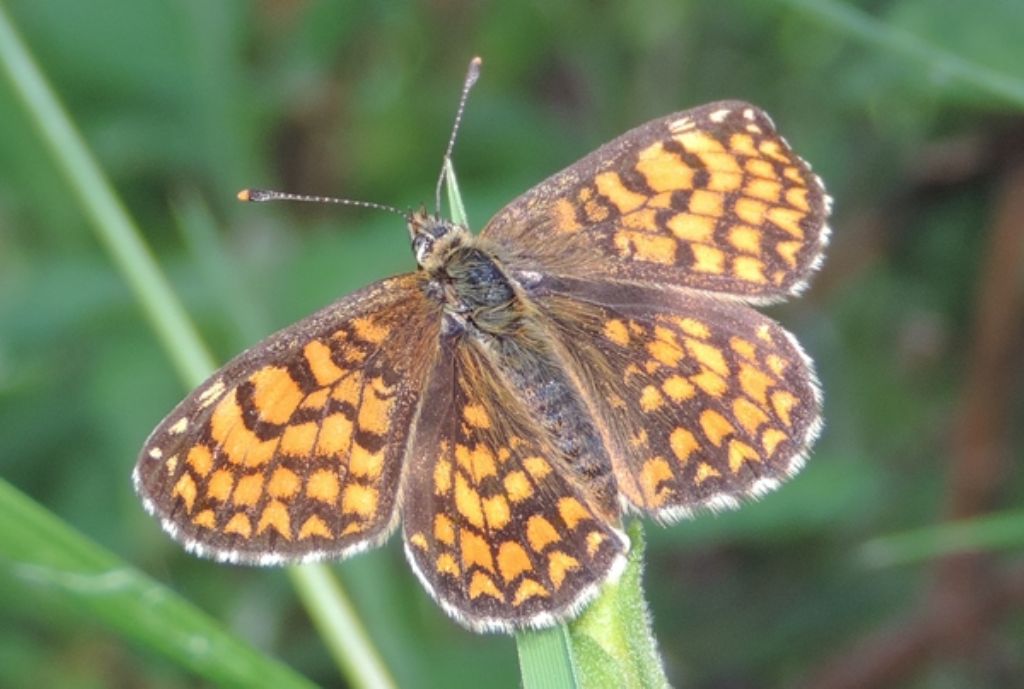 Farfalla da ident. - Melitaea athalia e Brenthis daphne